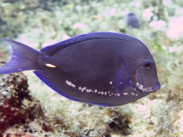 Blue Tang (not sure what spots are) IIMG 9299